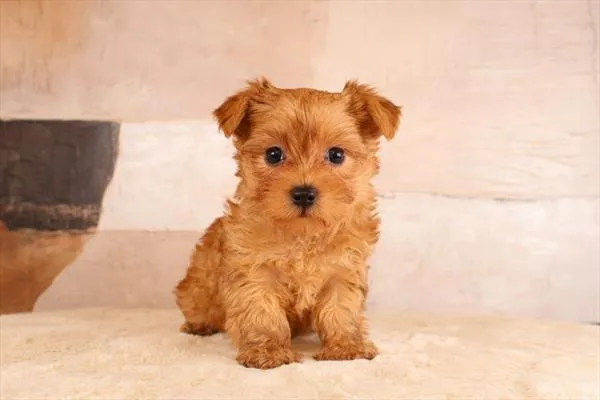 Male Yorkshire Terrier puppy named Martini for sale at Pet Express Braintree.