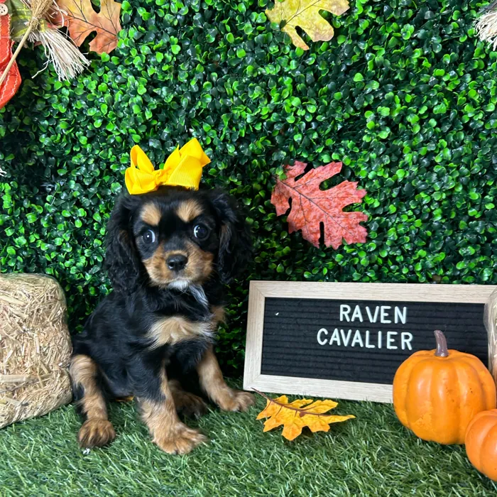 Female Cavalier King Charles Spaniel puppy named Raven for sale at Pet Express Braintree.
