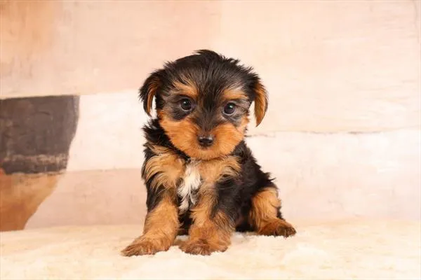 Male Yorkshire Terrier puppy named Butchy for sale at Pet Express Saugus.