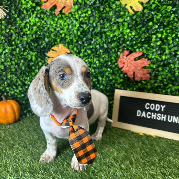 Male Dachshund puppy named Zack for sale at Pet Express Braintree.