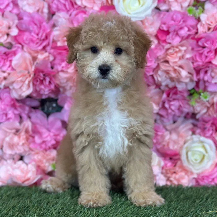 Female Poodle (Mini) puppy named Sweet Pea for sale at Pet Express Saugus.