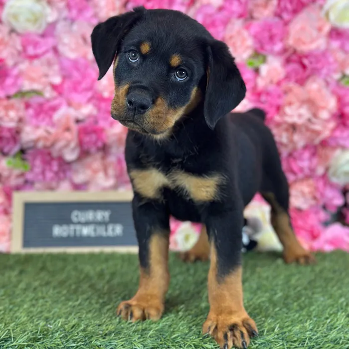 Male Rottweiler puppy named Curry for sale at Pet Express Saugus.