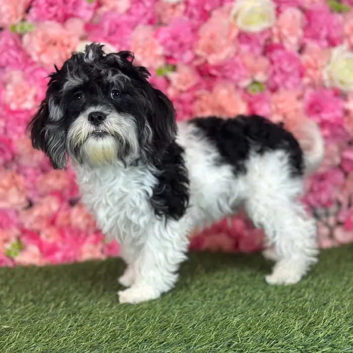 Male Lhatese puppy named Ritchie for sale at Pet Express Saugus.