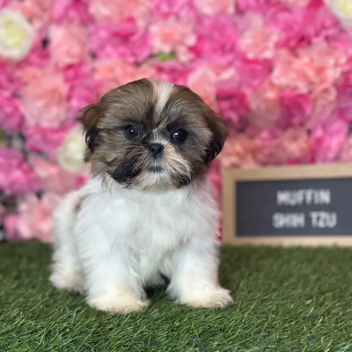 Female Shih Tzu puppy named Mini Muffin for sale at Pet Express Saugus.