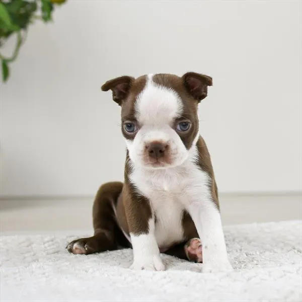 Female Boston Terrier puppy named Bessie for sale at Pet Express Saugus.