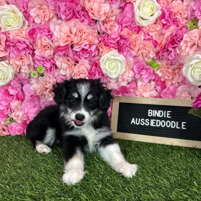 Female Aussiedoodle 2Nd Gen puppy named Bindie for sale at Pet Express Braintree.