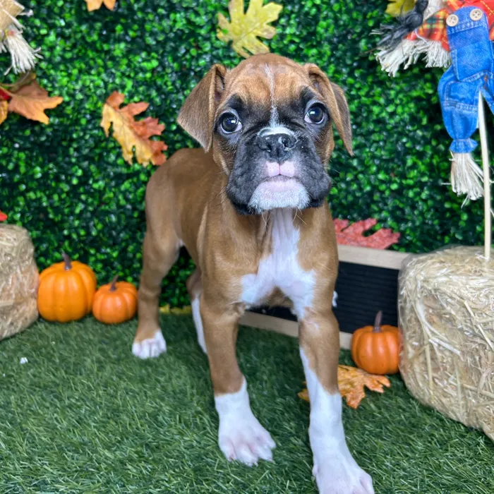 Female Boxer puppy named Gabby for sale at Pet Express Braintree.