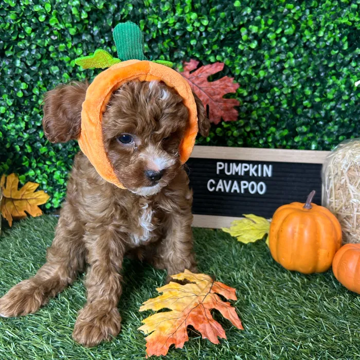Male Cavapoo 2Nd Gen puppy named Pumpkin for sale at Pet Express Braintree.