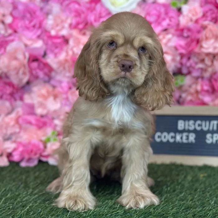 Female Cocker Spaniel puppy named Biscuit for sale at Pet Express Saugus.