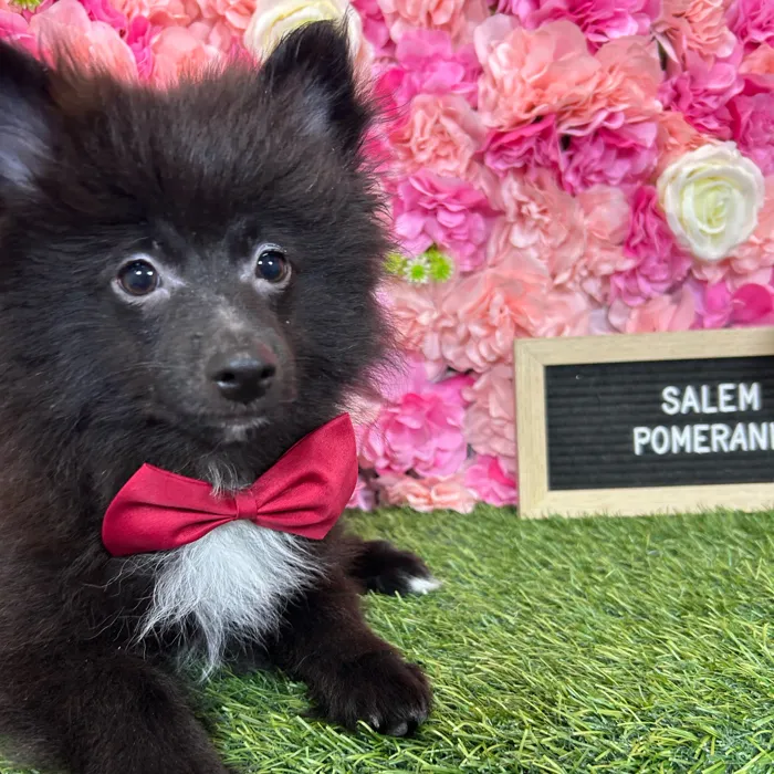 Male Pomeranian puppy named Salem for sale at Pet Express Braintree.