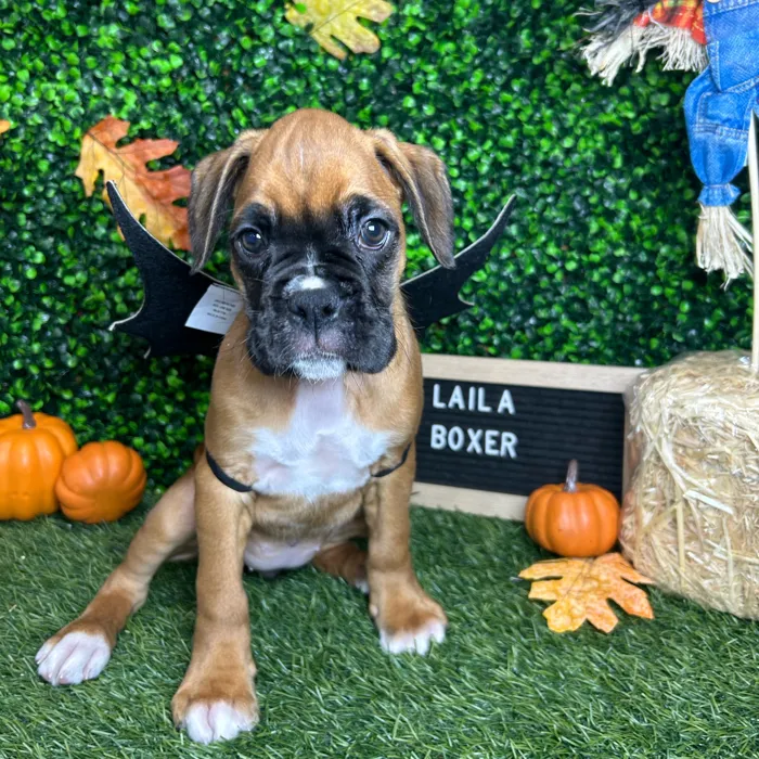 Female Boxer puppy named Laila for sale at Pet Express Braintree.