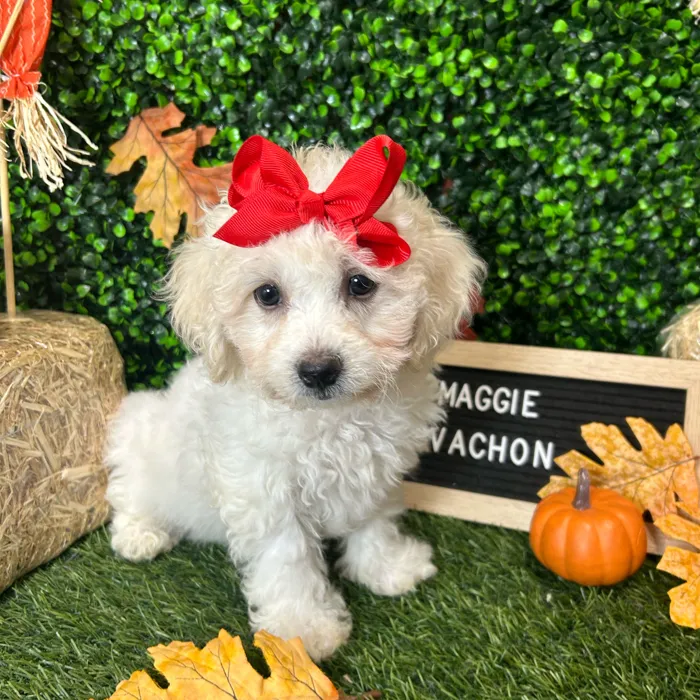 Female Cavachon puppy named Maggie for sale at Pet Express Braintree.