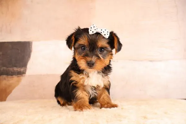 Female Yorkshire Terrier puppy named Molly for sale at Pet Express Saugus.