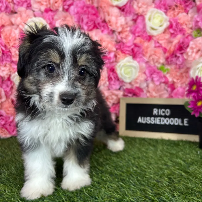 Male Aussiedoodle 2Nd Gen puppy named Rico for sale at Pet Express Braintree.