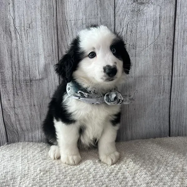 Male Miniature Australian Shepherd puppy named Big Poppa for sale at Pet Express Saugus.