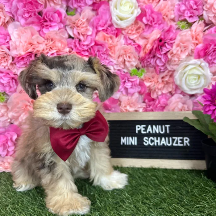 Male Miniature Schnauzer puppy named Peanut for sale at Pet Express Braintree.