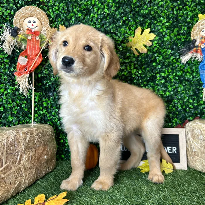 Female Golden Retriever puppy named Muffin for sale at Pet Express Braintree.