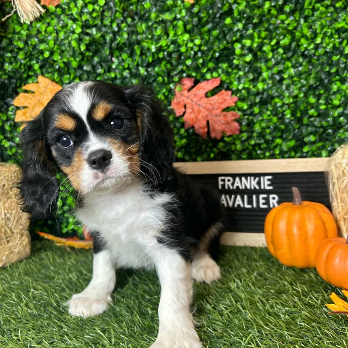 Male Cavalier King Charles Spaniel puppy named Frankie for sale at Pet Express Braintree.