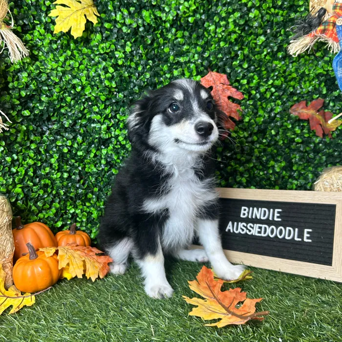 Female Aussiedoodle 2Nd Gen puppy named Bindie for sale at Pet Express Braintree.