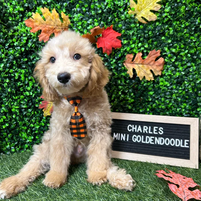 Male Mini Goldendoodle 2Nd Gen puppy named Charles for sale at Pet Express Braintree.