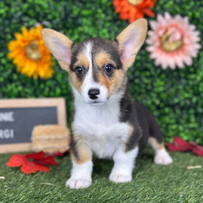 Female Pembroke Welsh Corgi puppy named Connie for sale at Pet Express Saugus.