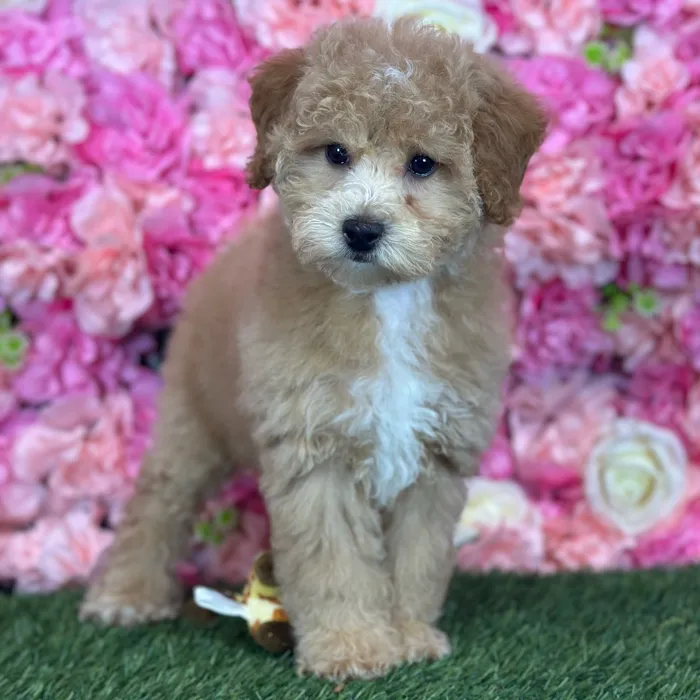Female Poodle (Mini) puppy named Sweet Pea for sale at Pet Express Saugus.