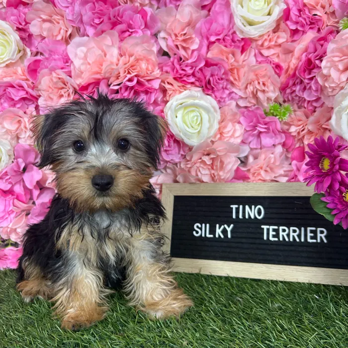 Male Silky Terrier puppy named Tino for sale at Pet Express Braintree.