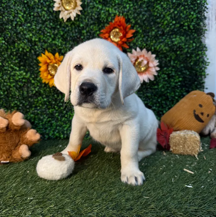 Male Labrador Retriever puppy named Harry for sale at Pet Express Saugus.