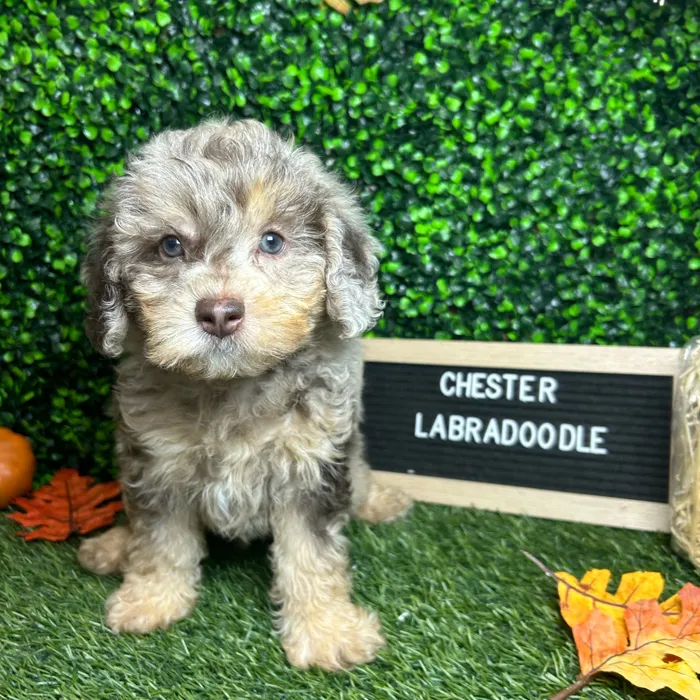 Male Mini Labradoodle 2Nd Gen puppy named Chester for sale at Pet Express Braintree.