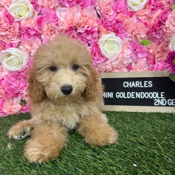 Male Mini Goldendoodle 2Nd Gen puppy named Charles for sale at Pet Express Braintree.