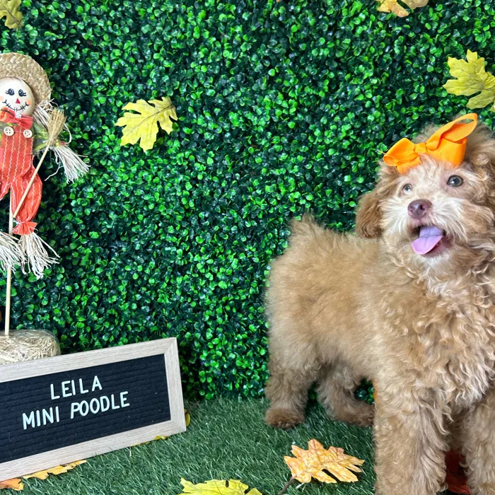 Female Poodle (Mini) puppy named Leila for sale at Pet Express Braintree.