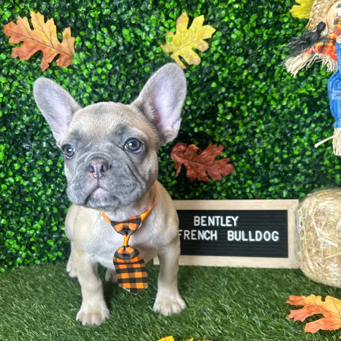 Male French Bulldog puppy named Bentley for sale at Pet Express Braintree.