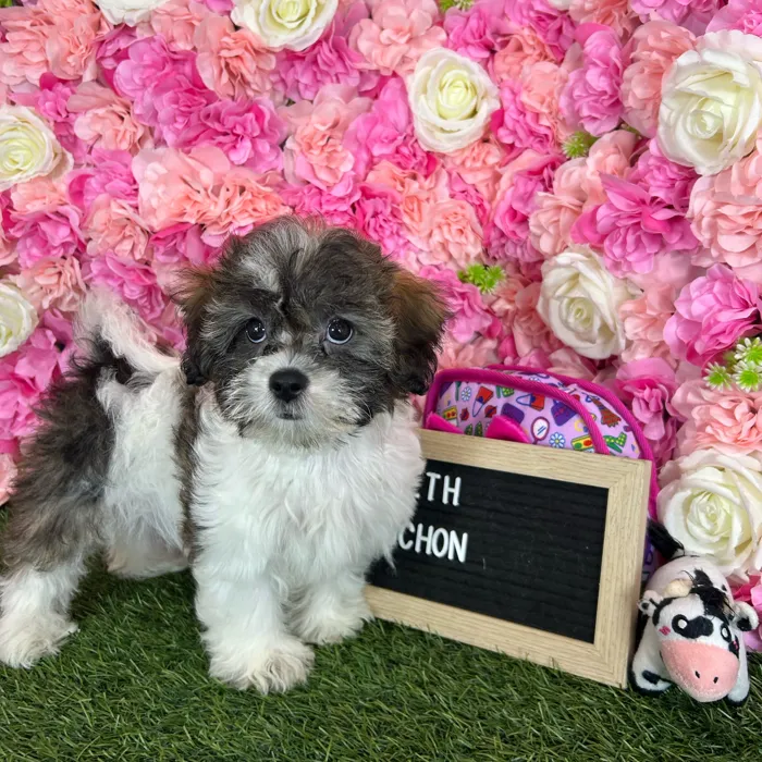 Female Teddy Bear (Zuchon) puppy named Beth for sale at Pet Express Braintree.