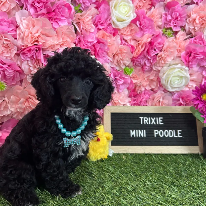 Female Poodle (Mini) puppy named Trixie for sale at Pet Express Braintree.