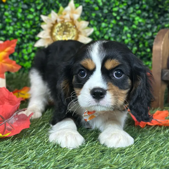 Male Cavalier King Charles Spaniel puppy named Pops for sale at Pet Express Saugus.