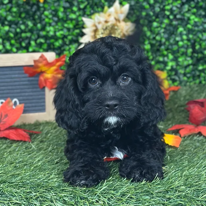Male Cavapoo puppy named Pappy for sale at Pet Express Saugus.