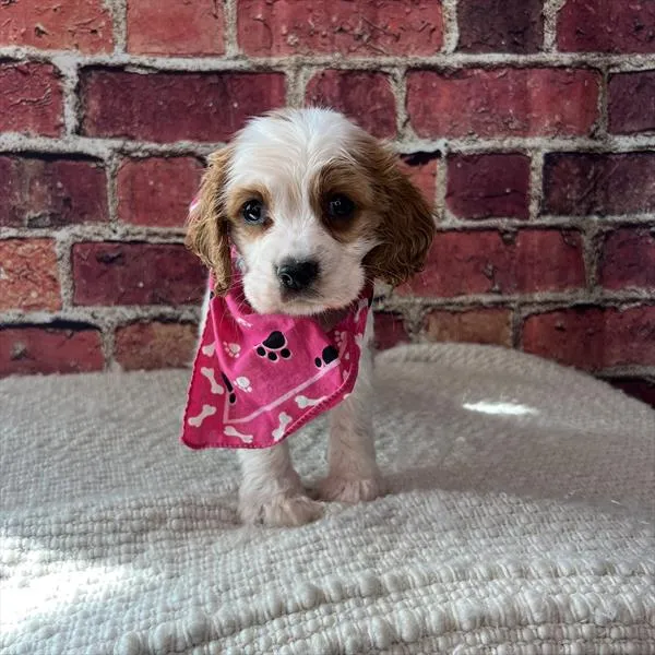 Female Cockalier puppy named Cookie for sale at Pet Express Saugus.