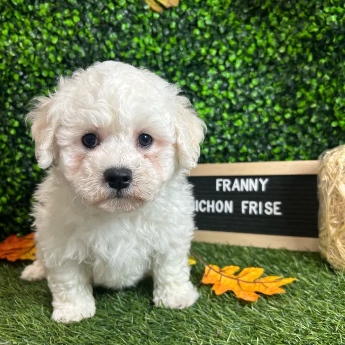 Female Bichon Frise puppy named Franny for sale at Pet Express Braintree.