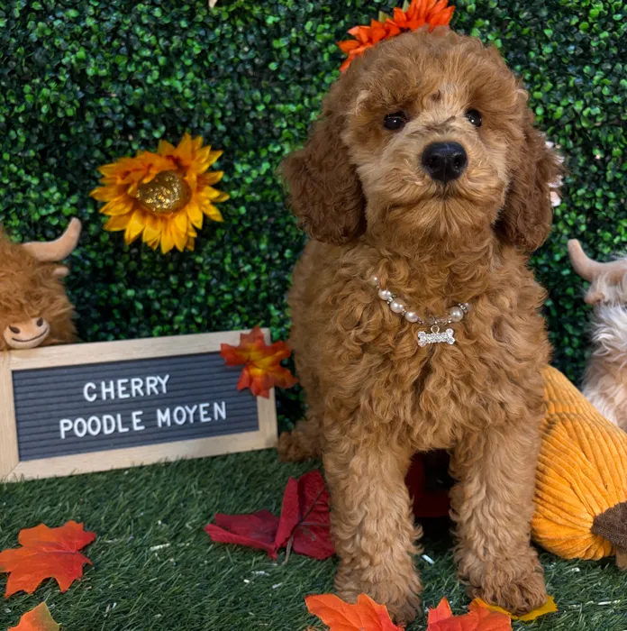 Female Poodle Moyen (Medium) puppy named Cherry for sale at Pet Express Saugus.