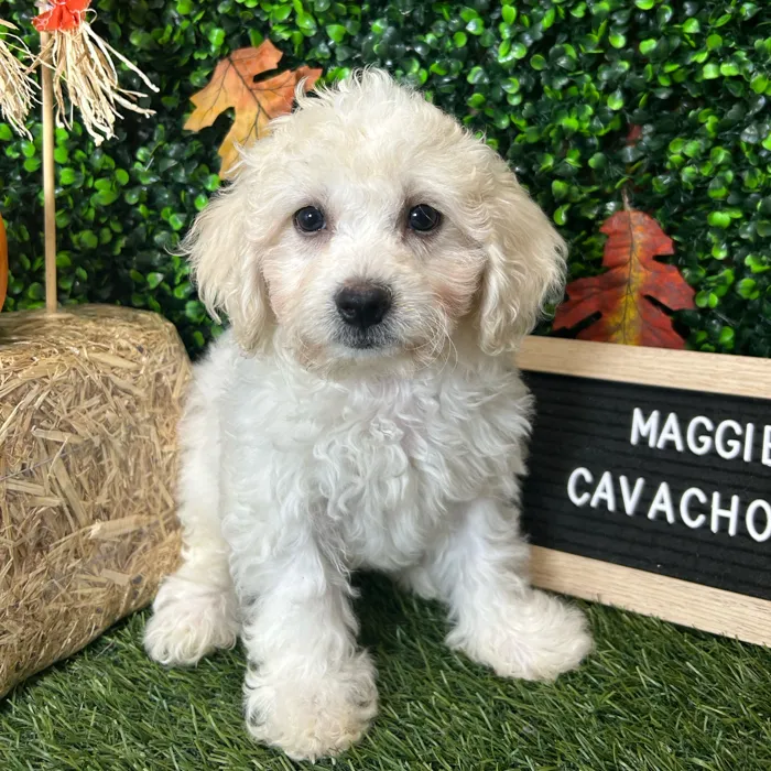 Boston Computer Store Cavachon For Sale | Pet Express Braintree