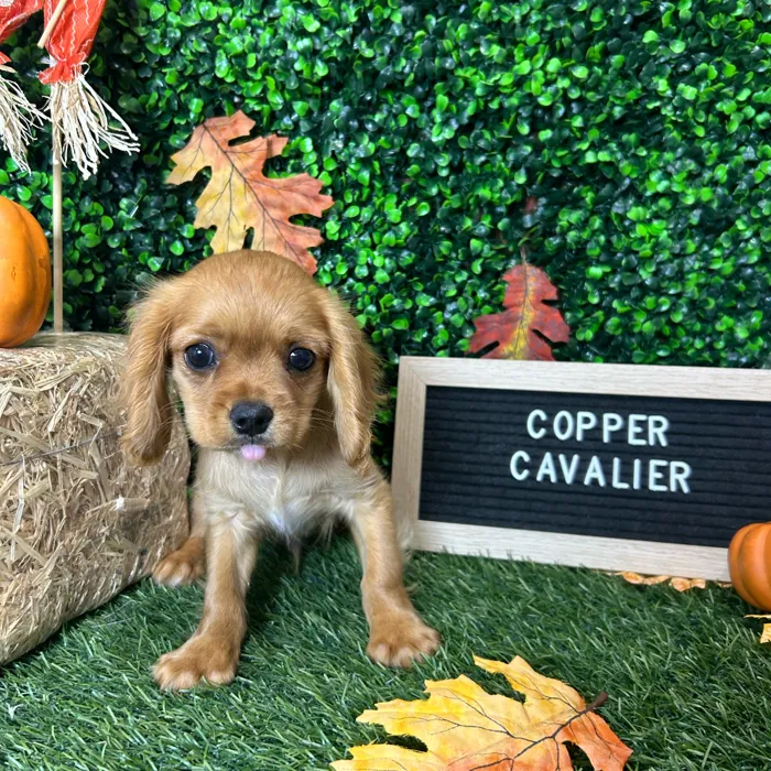 Male Cavalier King Charles Spaniel puppy named Copper for sale at Pet Express Braintree.