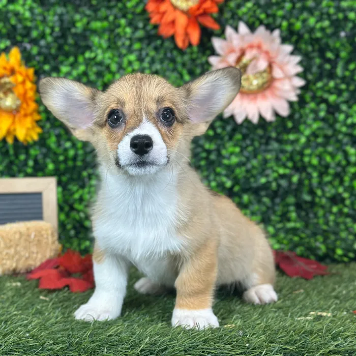 Female Pembroke Welsh Corgi puppy named Roxie for sale at Pet Express Saugus.