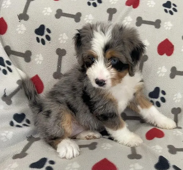 Female Mini Bernedoodle puppy named Minnie for sale at Pet Express Saugus.