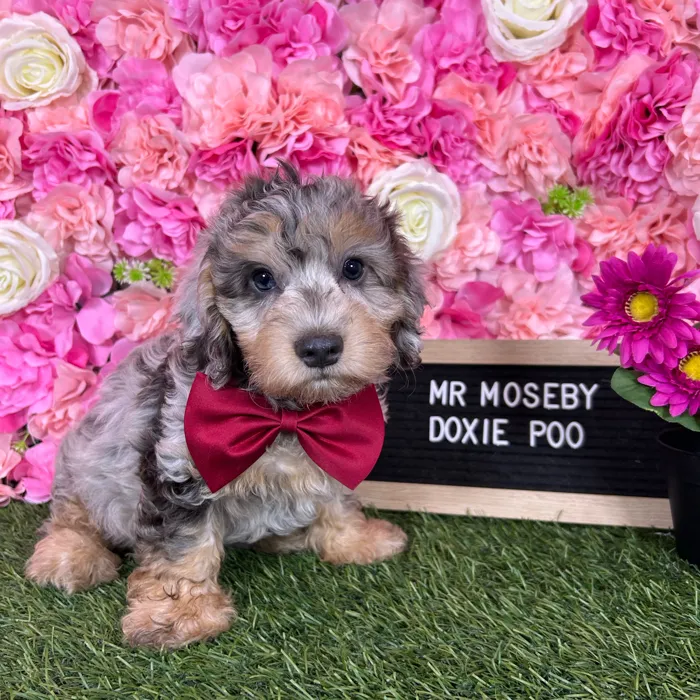 Male Doxie-Poo puppy named Mr Moseby for sale at Pet Express Braintree.