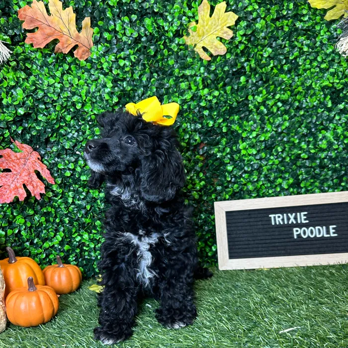 Female Poodle (Mini) puppy named Trixie for sale at Pet Express Braintree.