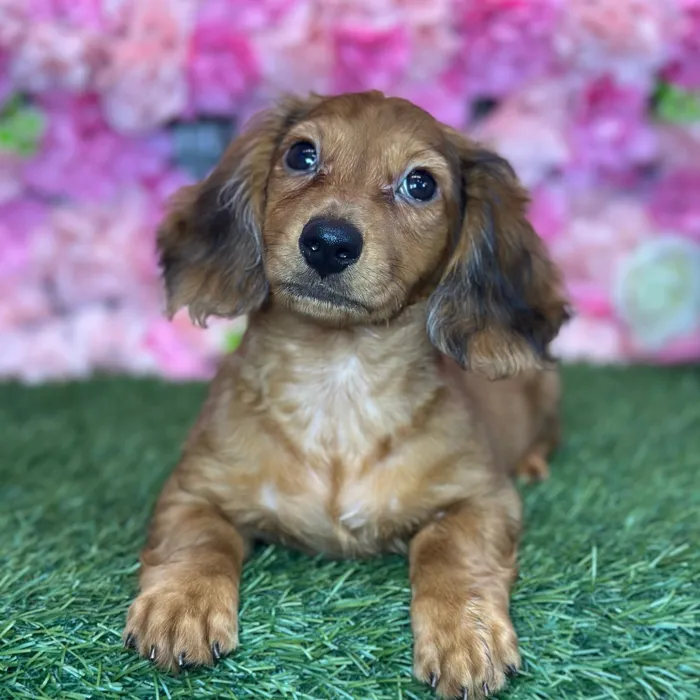 Male Dachshund puppy named Rancher for sale at Pet Express Saugus.
