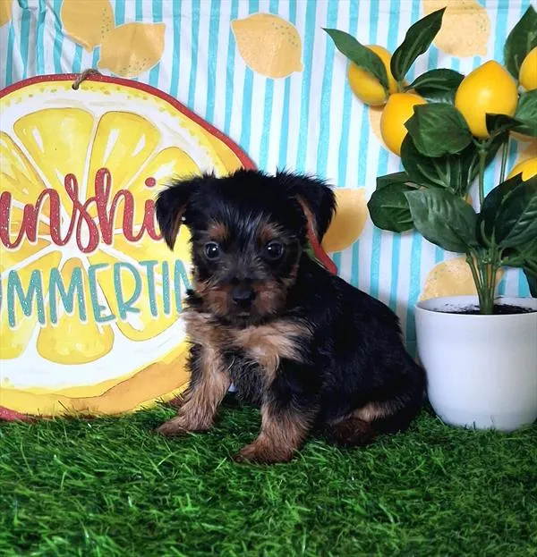 Male Yorkshire Terrier puppy named Lil' Pete for sale at Pet Express Saugus.
