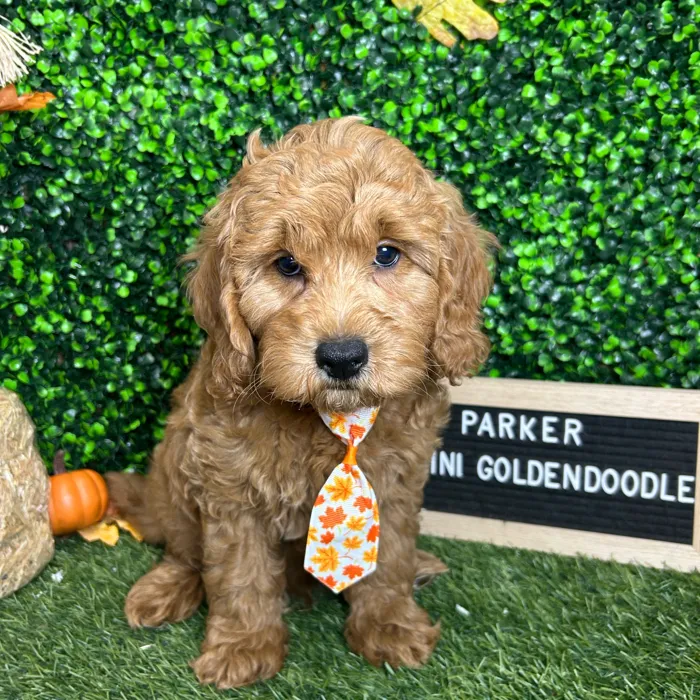 Male Mini Goldendoodle 2Nd Gen puppy named Parker for sale at Pet Express Braintree.