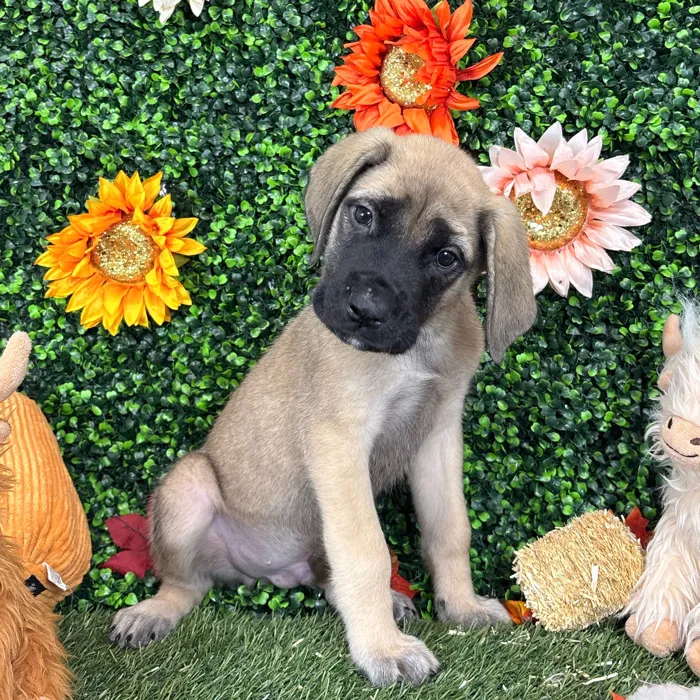 Male English Mastiff puppy named Phill for sale at Pet Express Saugus.