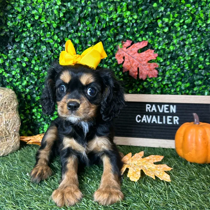 Female Cavalier King Charles Spaniel puppy named Raven for sale at Pet Express Braintree.